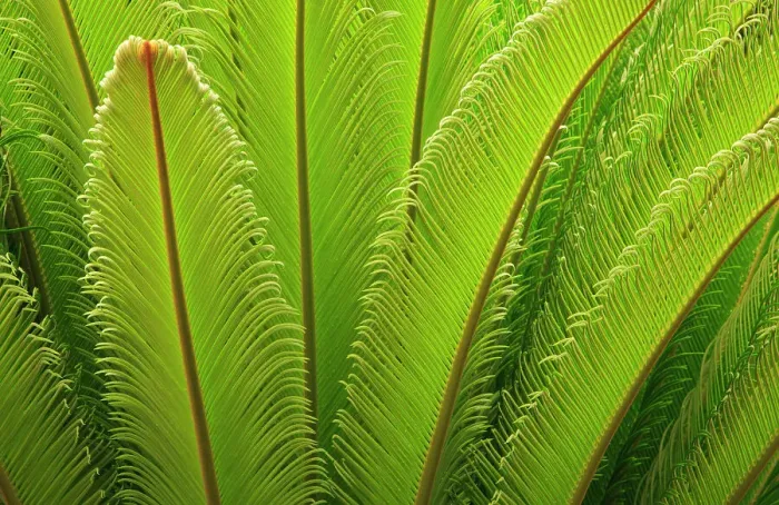 Framed Print : USA, Georgia, Savannah. Spring frond growth of a sago palm. Date: 02-06-2021