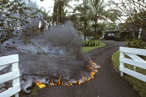 USA - Hawaii - Big Island - Eruption of the Pu'u O'o Vent - a vent of the Kilauea Volcano - Advancing lava flow in a garden in the village of Kalapana Gardens on south shore of the island