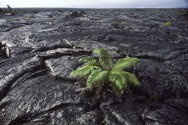 USA - Hawaii - Big Island - Hawaii Volcanoes National Park - Vegetation returns on a recent lava flow of the Kilauea Volcano