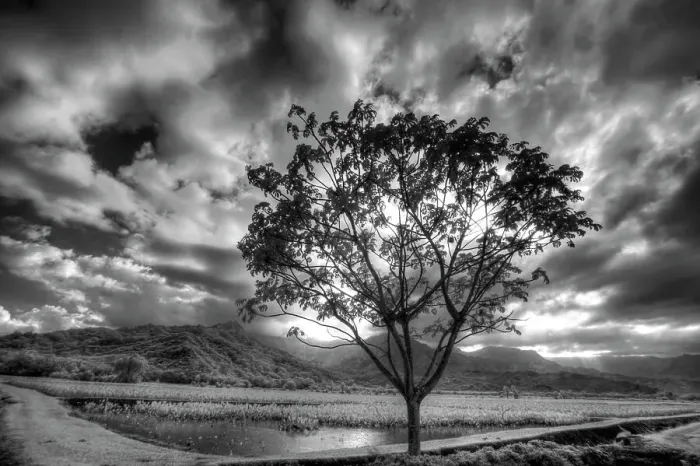 Framed Print : USA, Hawaii, Kauai, Infrared image of Lone tree in Taro fields Date: 02-02-2011 Framed Print : USA, Hawaii, Kauai, Infrared image of Lone tree in Taro fields Date: 02-02-2011