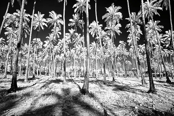 USA, Hawaii, Kauai, Infrared of palm trees of Kauai Date: 18-02-2011