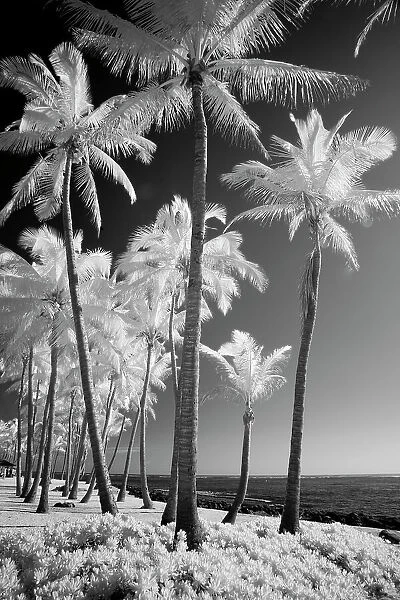 USA, Hawaii, Kauai, Infrared of palm trees of Kauai Date: 02-02-2011