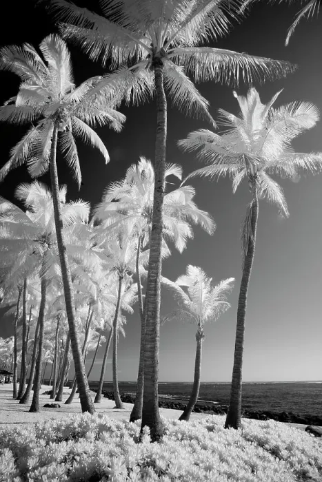 Framed Print : USA, Hawaii, Kauai, Infrared of palm trees of Kauai Date: 02-02-2011 Framed Print : USA, Hawaii, Kauai, Infrared of palm trees of Kauai Date: 02-02-2011