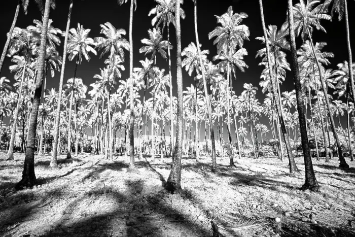Framed Print : USA, Hawaii, Kauai, Infrared of palm trees of Kauai Date: 18-02-2011