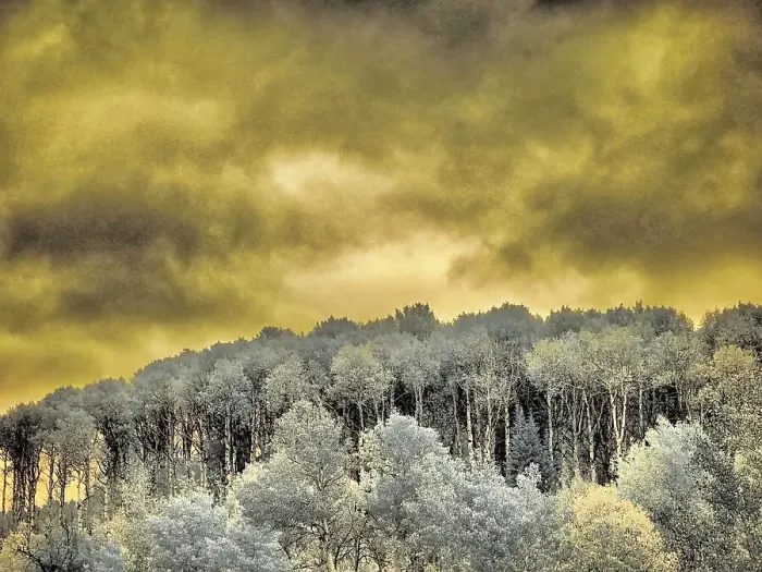 Framed Print : USA, Idaho, Aspens a with clouds Date: 26-09-2020