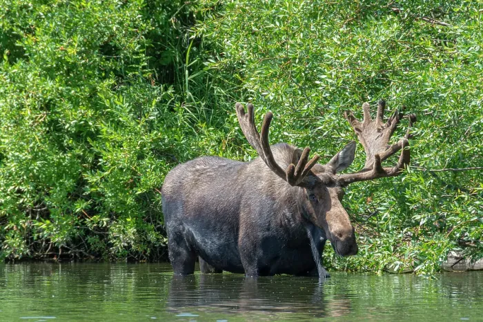 Framed Print : USA, Idaho. Bull Moose in Teton River Date: 04-08-2019 Framed Print : USA, Idaho. Bull Moose in Teton River Date: 04-08-2019