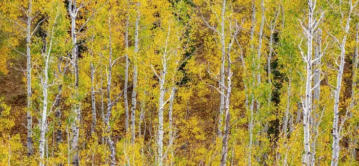 Framed Print : USA, Idaho, Highway 36 west of Liberty and hillsides covered with Aspens in autumn panorama Date: 25-09-2020 Framed Print : USA, Idaho, Highway 36 west of Liberty and hillsides covered with Aspens in autumn panorama Date: 25-09-2020
