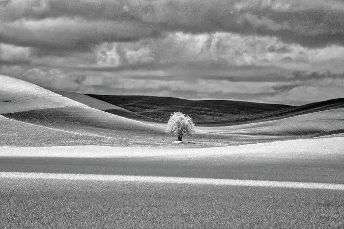 Framed Print : USA, Idaho, Palouse Country, Lone tree and Infrared Palouse fields Date: 07-05-2020 Framed Print : USA, Idaho, Palouse Country, Lone tree and Infrared Palouse fields Date: 07-05-2020