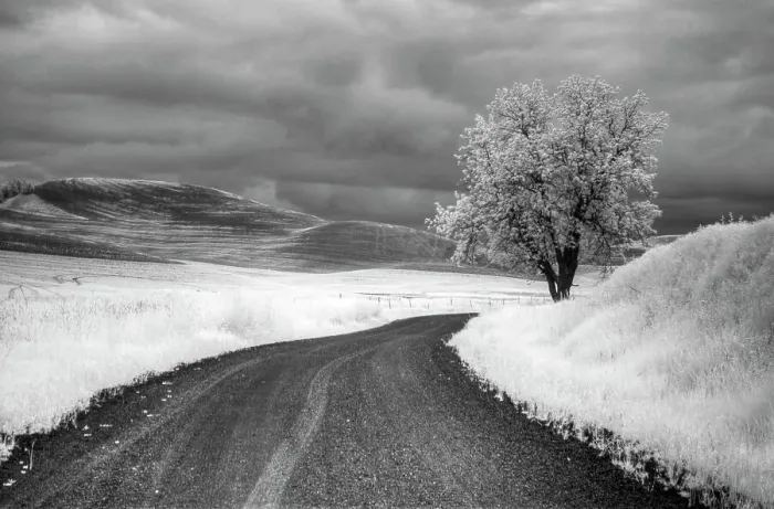 Framed Print : USA, Infrared Palouse fields, Backroad and Tree Date: 13-06-2011 Framed Print : USA, Infrared Palouse fields, Backroad and Tree Date: 13-06-2011