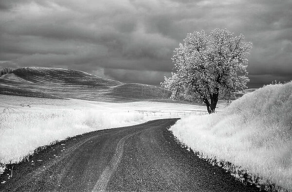 USA, Infrared Palouse fields, Backroad and Tree Date: 13-06-2011