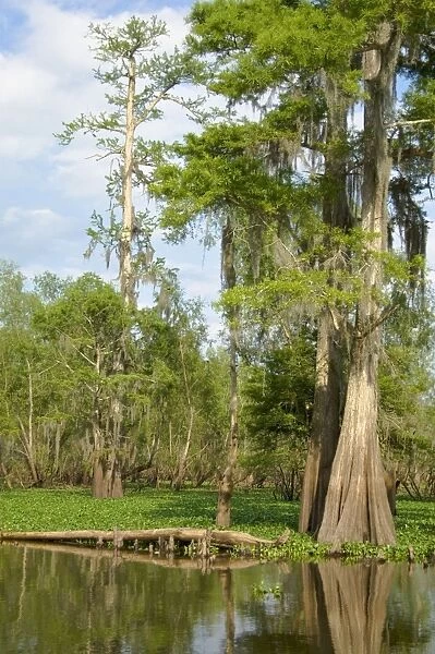 USA - Louisiana's Atchafalaya Basin, at 595, 000 acres, is the nation's largest swamp wilderness, containing nationally significant expanses of bottomland hardwoods, swamplands, bayous and back-water lakes. TPL5527
