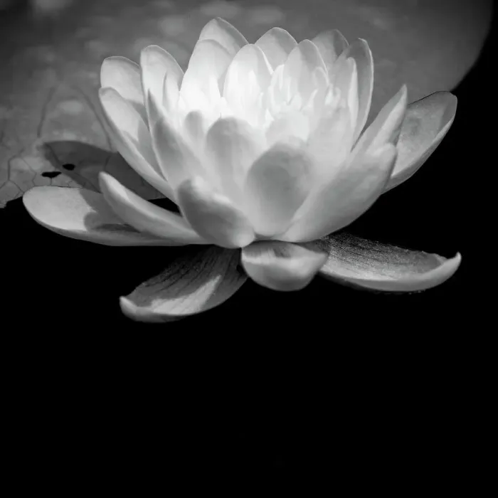 Framed Print : USA, Minnesota, La Salle Lake State Recration Area, La Salle Creek, Water Lilly Date: 11-08-2020