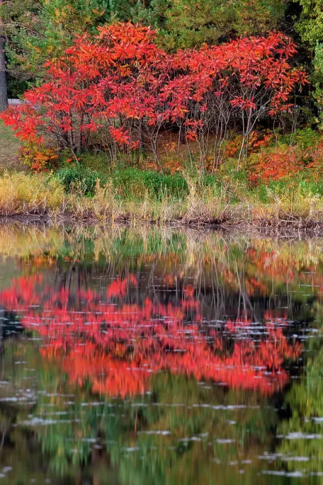 Framed Print : USA, Minnsota, Duluth, Fall Color Date: 23-09-2020 Framed Print : USA, Minnsota, Duluth, Fall Color Date: 23-09-2020