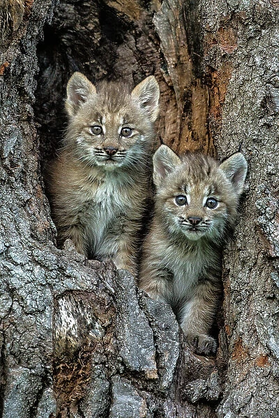 USA, Montana. Bobcat kittens in tree den. Date: 01-07-2016