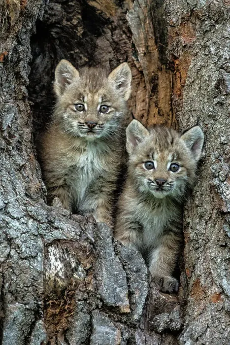 Framed Print : USA, Montana. Bobcat kittens in tree den. Date: 01-07-2016