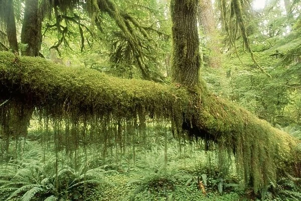 USA - Moss covered tree in rainforest. Olympic National Park, Washington, USA