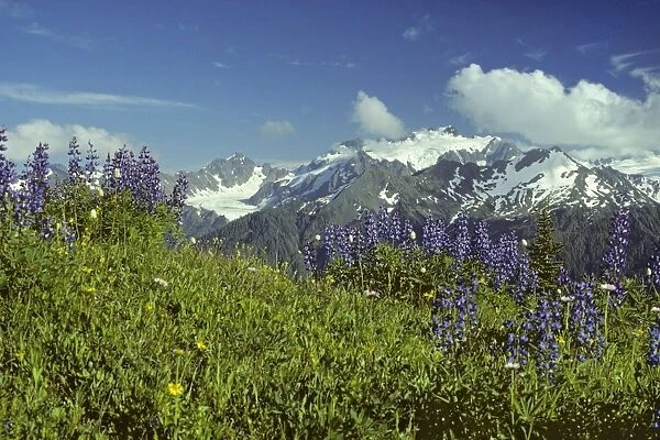 USA - Mount Olympus from High Divide, Summer. Olympic National Park, Washington. SO22