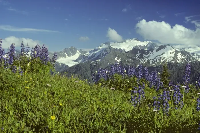 Framed Print : USA - Mount Olympus from High Divide, Summer. Olympic National Park, Washington. SO22 Framed Print : USA - Mount Olympus from High Divide, Summer. Olympic National Park, Washington. SO22