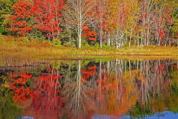 Framed Print : USA, New England, Maine, Lake with Fall colors reflected in calm water Date: 13-10-2013 Framed Print : USA, New England, Maine, Lake with Fall colors reflected in calm water Date: 13-10-2013