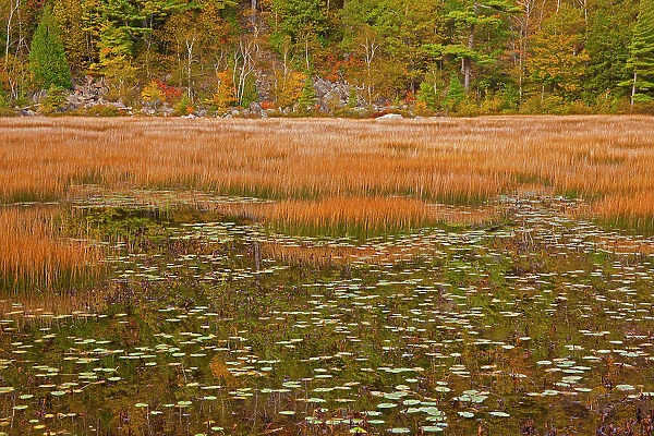 USA, New England, Maine, Mt. Desert Island, Acadia National park with lily pads in small pond with golden grass in Autumn. Date: 11-03-2021