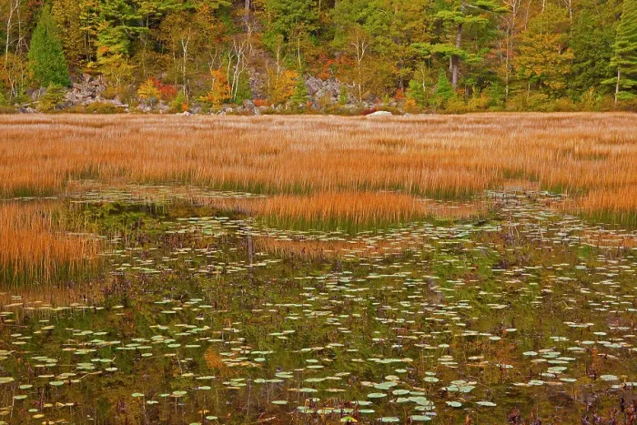 Framed Print : USA, New England, Maine, Mt. Desert Island, Acadia National park with lily pads in small pond with golden grass in Autumn. Date: 11-03-2021 Framed Print : USA, New England, Maine, Mt. Desert Island, Acadia National park with lily pads in small pond with golden grass in Autumn. Date: 11-03-2021