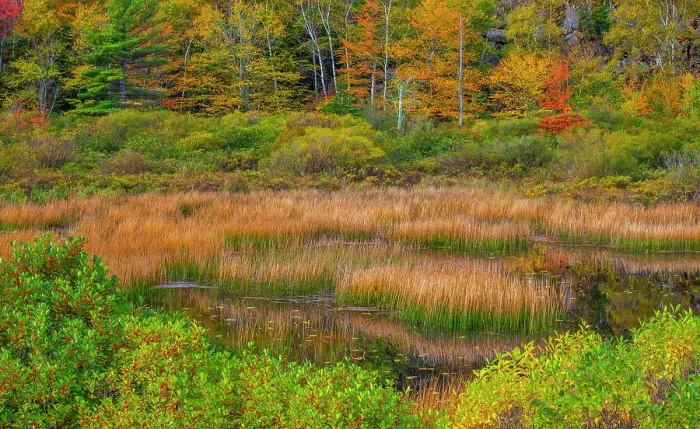 Framed Print : USA, New England, Maine, Mt. Desert Island, Acadia National park with lily pads in small pond with golden grass in Autumn. Date: 11-03-2021 Framed Print : USA, New England, Maine, Mt. Desert Island, Acadia National park with lily pads in small pond with golden grass in Autumn. Date: 11-03-2021