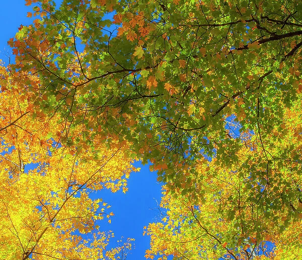 USA, New England, Vermont Autumn looking up into Sugar Maple Trees Date: 08-10-2013