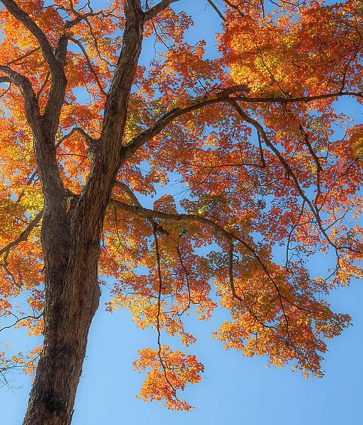 USA, New England, Vermont Autumn looking up into Sugar Maple Trees Date: 08-10-2013
