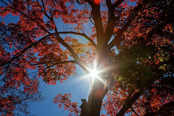USA, New England, Vermont Autumn looking up into Sugar Maple Trees with star burst Date: 08-10-2013