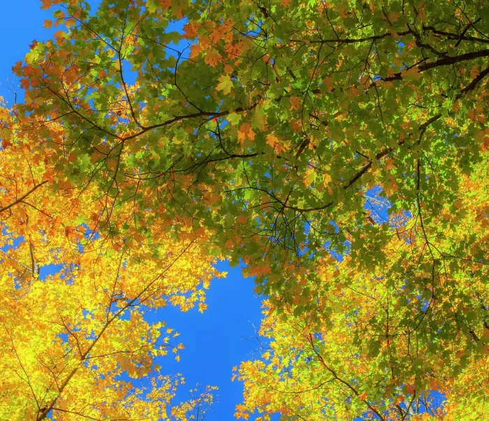 Framed Print : USA, New England, Vermont Autumn looking up into Sugar Maple Trees Date: 08-10-2013 Framed Print : USA, New England, Vermont Autumn looking up into Sugar Maple Trees Date: 08-10-2013