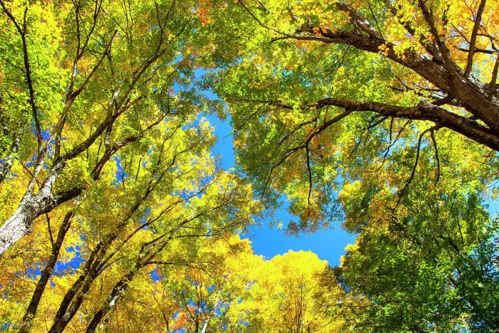 Framed Print : USA, New England, Vermont Autumn looking up into Sugar Maple Trees Date: 08-10-2013 Framed Print : USA, New England, Vermont Autumn looking up into Sugar Maple Trees Date: 08-10-2013