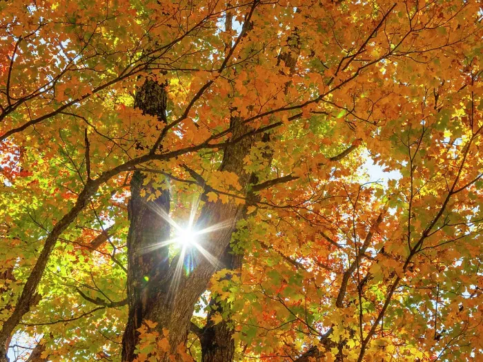 Framed Print : USA, New England, Vermont Autumn looking up into Sugar Maple Trees with star burst Date: 08-10-2013 Framed Print : USA, New England, Vermont Autumn looking up into Sugar Maple Trees with star burst Date: 08-10-2013