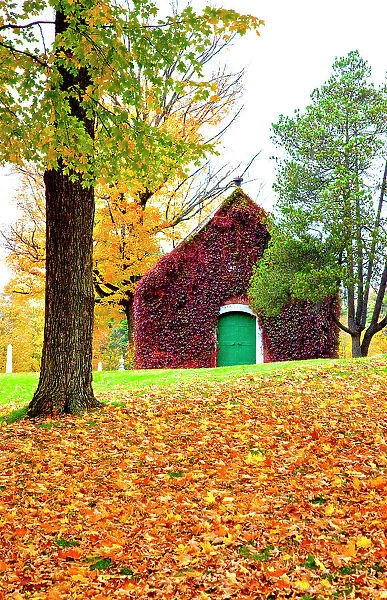 USA, New England, Vermont old brick building covered with ivy in Fall color Date: 06-10-2013