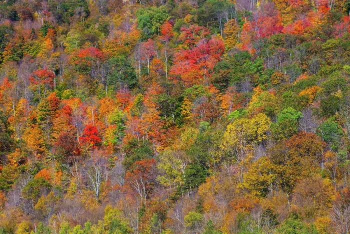 Framed Print : USA, New England, Vermont, Plymouth, Fall colors on hillside Date: 08-10-2013