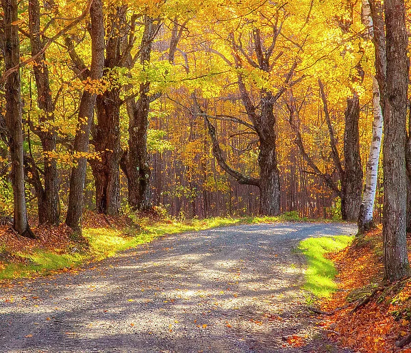 USA, New England, Vermont tree-lined gravel road with Sugar Maple in Autumn Date: 08-10-2013