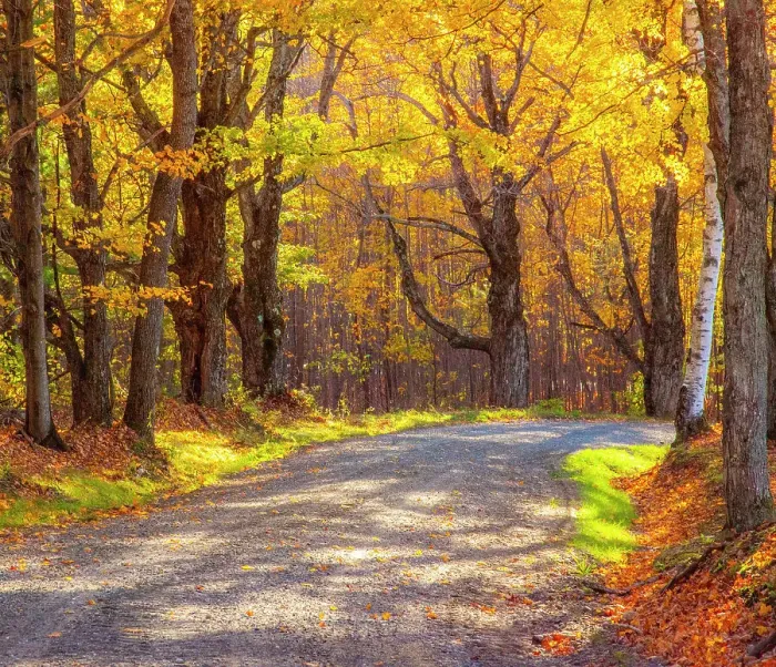 Framed Print : USA, New England, Vermont tree-lined gravel road with Sugar Maple in Autumn Date: 08-10-2013 Framed Print : USA, New England, Vermont tree-lined gravel road with Sugar Maple in Autumn Date: 08-10-2013