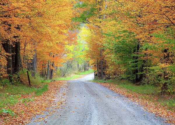 USA, New England, Vermont tree-lined roadway in Autumns Fall colors. Date: 05-10-2013