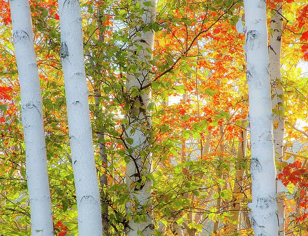 USA, New Hampshire, Franconia, Autumn Colors surrounding group of White Birch tree trunks. Date: 03-10-2013