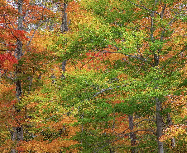 USA, New Hampshire, Franconia hardwood forest of maple trees in Autumn Date: 04-10-2013