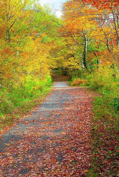 USA, New Hampshire, Franconia, one lane roadway with fallen Autumn leaves and lined with Fall colored maple and Birch trees in reds and golds. Date: 02-10-2013