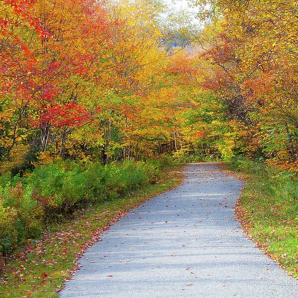 USA, New Hampshire, Franconia, one lane roadway with fallen Autumn leaves and lined with Fall colored maple and Birch trees in reds and golds. Date: 02-10-2013