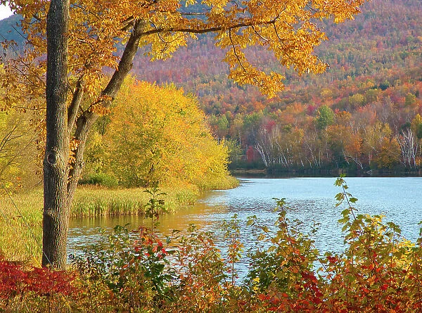 USA, New Hampshire, Franconia, small lake surrounded by Fall color of Maple, White Birch, and American Beech Date: 03-10-2013