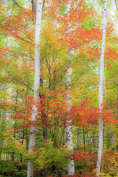 USA, New Hampshire, Gorham, White Birch tree trunks surrounded by Fall colors from Maple, Beech and Birch tree leaves. Date: 03-10-2013