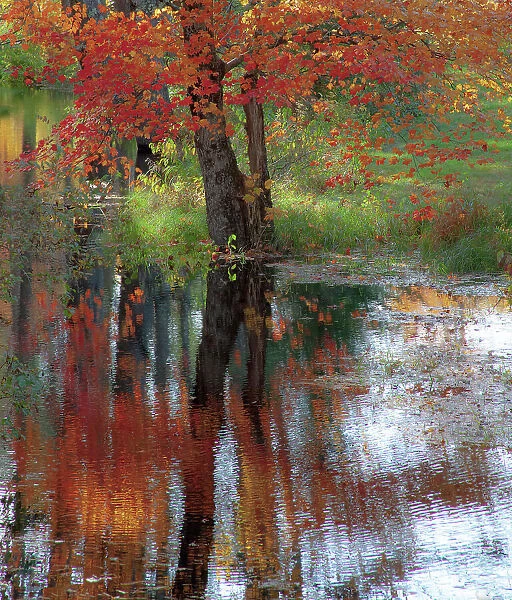 USA, New Hampshire, Jackson, Autumn in New England with Fall Color of Maple Tree reflected in small pond Date: 03-10-2013