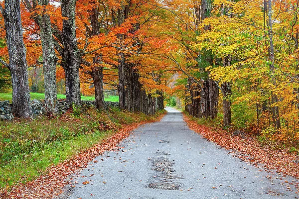 USA, New Hampshire, One lane road lined with Maple trees and stone fence in Autumn Date: 04-10-2013