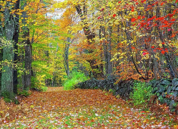 USA, New Hampshire leaf covered lane Autumn colors and stone fence Date: 07-10-2013