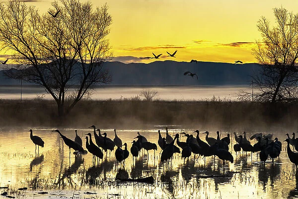USA, New Mexico, Bernardo Wildlife Management Area. Sandhill cranes in water on foggy sunrise. Date: 30-12-2020