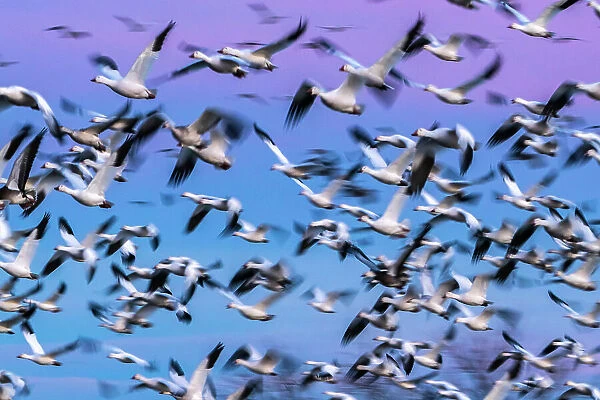 USA, New Mexico, Bernardo Wildlife Management Area. Blur of snow geese in flight at sunset. Date: 02-01-2021