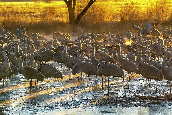 USA, New Mexico, Bernardo Wildlife Management Area. Sandhill cranes at dawn in partially frozen pond. Date: 27-01-2021
