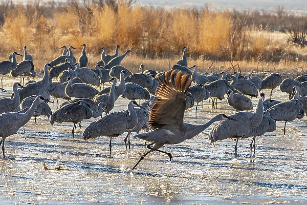 USA, New Mexico, Bernardo Wildlife Management Area. Sandhill cranes at dawn in partially frozen pond. Date: 27-01-2021